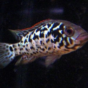 Nandopsis tetracanthus