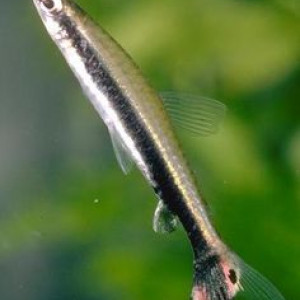 Nannostomus unifasciatus