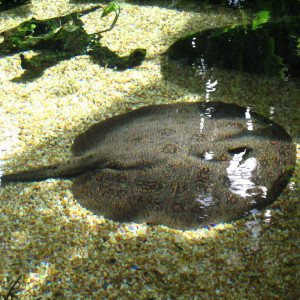 Potamotrygon orbignyi