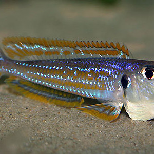 Xenotilapia ochrogenys