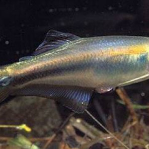 Mimagoniates microlepis