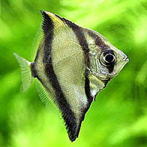 Monodactylus sebae
