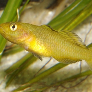 Mugilogobius rexi