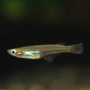 Oryzias minutillus