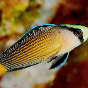 Manonichthys splendens