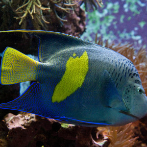 Pomacanthus maculosus