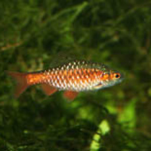 Puntius meingangbii