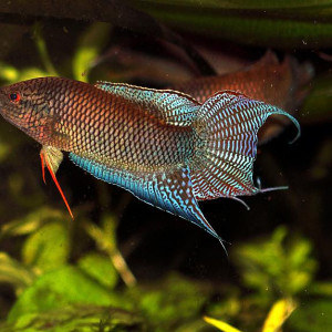 Macropodus spechti