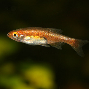 Microrasbora rubescens