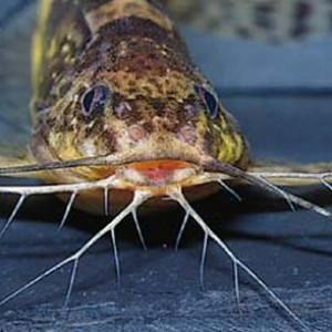 Mochokiella paynei