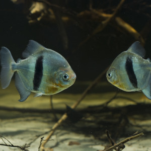 Myleus schomburgkii