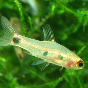 Neolebias powelli 