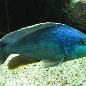 Nimbochromis polystigma