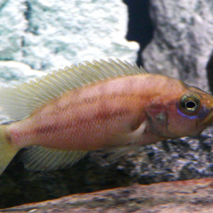 Neolamprologus prochilus