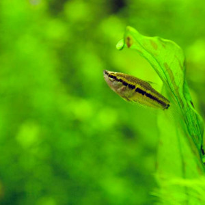 Parasphaerichthys lineatus