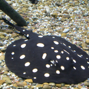 Potamotrygon leopoldi