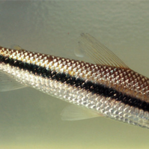 Laemolyta taeniata