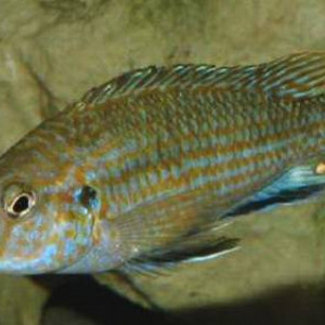 Labidochromis maculicauda