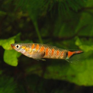 Micropoecilia parae