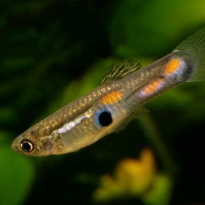 Poecilia obscura