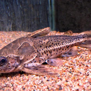 Ossancora punctata