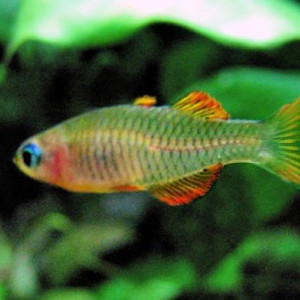 Pseudomugil reticulatus