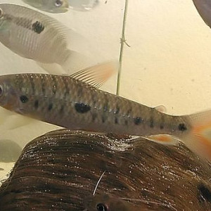 Pseudanos trimaculatus