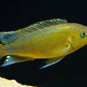Pseudotropheus williamsi