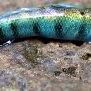 Sicydium punctatum