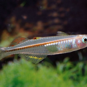 Pseudomugil pellucidus
