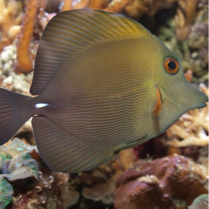 Zebrasoma rostratum