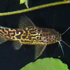 Synodontis schoutedeni