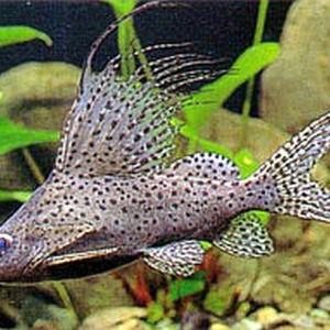 Synodontis velifer