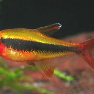 Tucanoichthys tucano