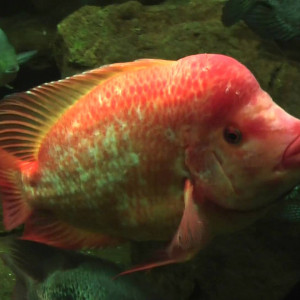 Amphilophus labiatus