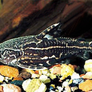 Acanthodoras spinosissimus