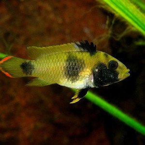 Apistogramma angayuara