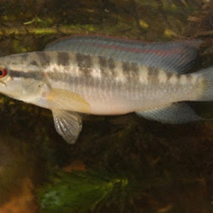 Crenicichla  alta