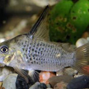 Corydoras armatus