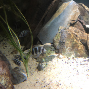 Tanganyika