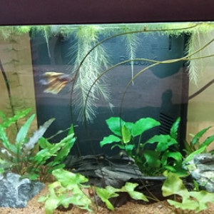 60 litres endlers