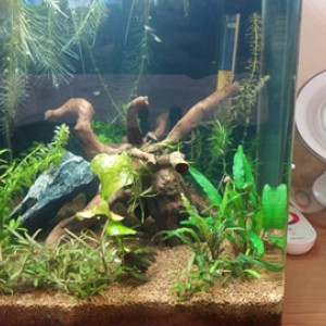 30 litres betta