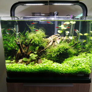 Dennerle scaper tank 35 litres