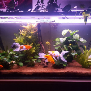 aquarium eau froide 450 litres