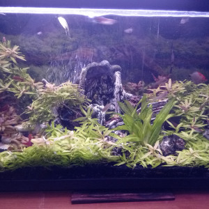 Jungle aquatique