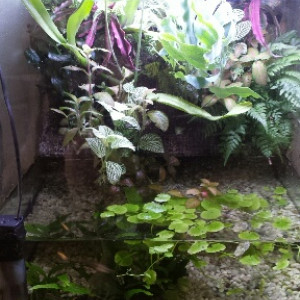 Paludarium