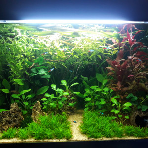 Biotope amazonien