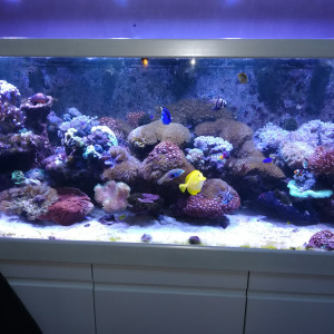Red sea 650