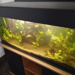 Mon premier aquarium