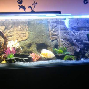 Amazonien 500litre